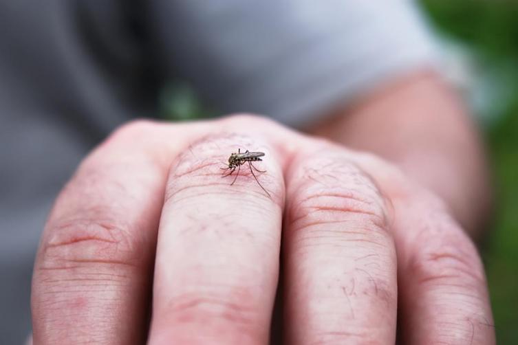 Ya suman 44 los casos de dengue en la provincia