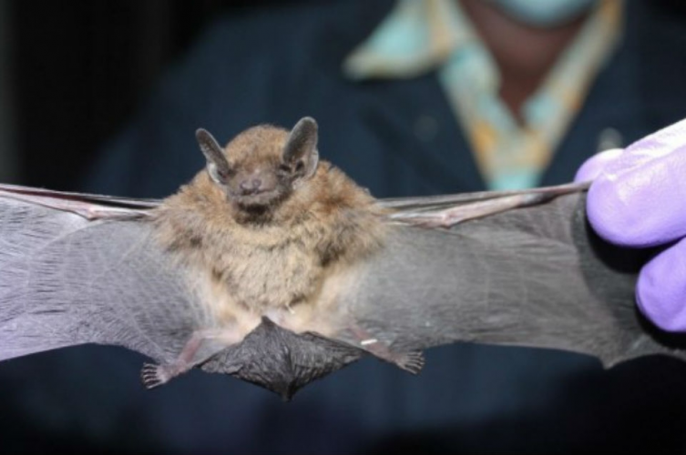 Encontraron un murciélago con rabia 