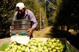 Brasil bloqueó las peras y manzanas argentinas por una plaga