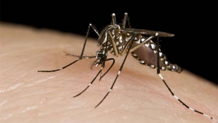 Hay 104 casos de dengue autóctono