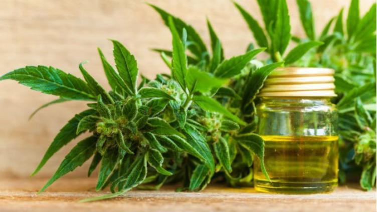 Ordenan a una obra social garantizarle el cannabis medicinal 