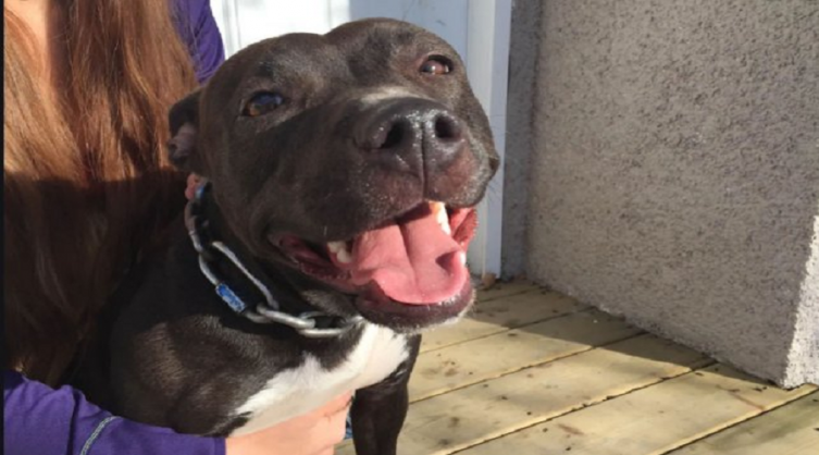 Hay 60 Pitbulls inscriptos en el registro de canes municipal  