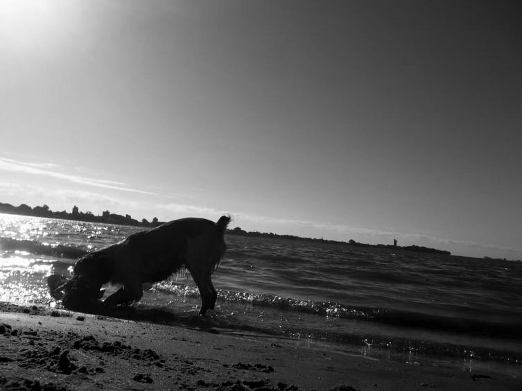Perros intoxicados: desde el Concejo quieren saber lo que pasó