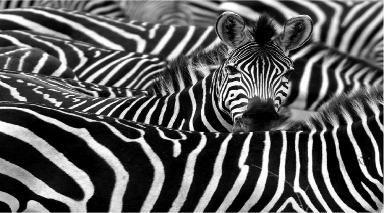 Cinco animales que podrían ayudarnos a vencer algunas enfermedades humanas