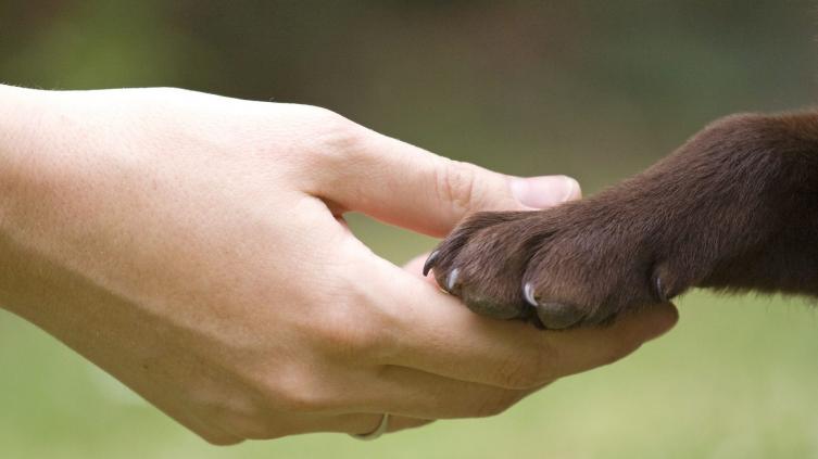 Declaran a Santa Fe como ciudad proteccionista del derecho animal
