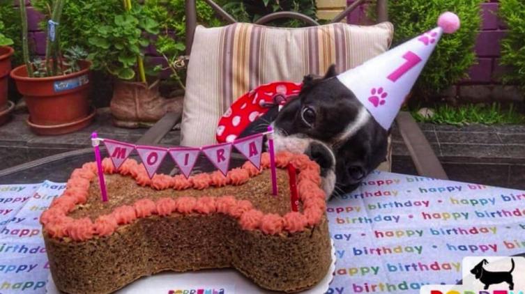 ¿Cuál es la verdadera manera de calcular la edad de tu perro?
