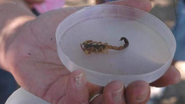 Temporada de alacranes: ¿cuáles son los cuidados que debemos tener?