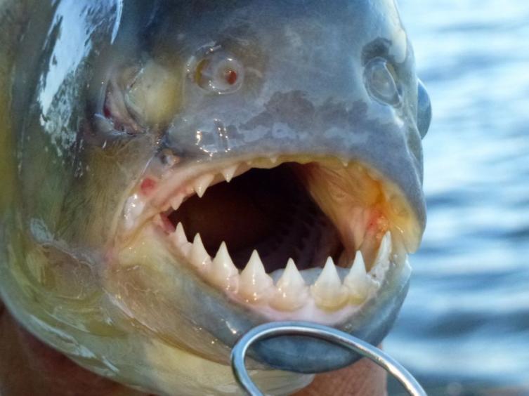 Durante el fin se semana hubo 42 mordeduras de palometas