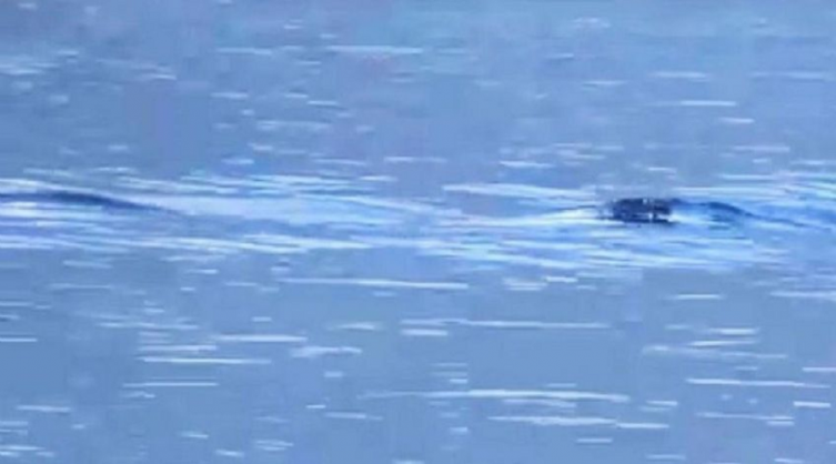 Video: la filmación que confirmaría la existencia del 