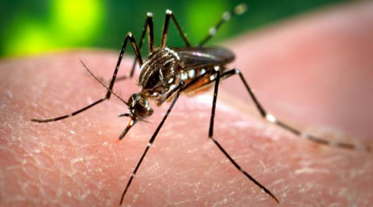 El pico de casos de dengue lleguaría en la segunda quincena de febrero