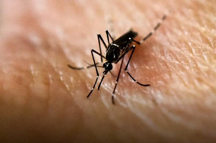 Se confirmaron 633 casos de dengue en Santa Fe