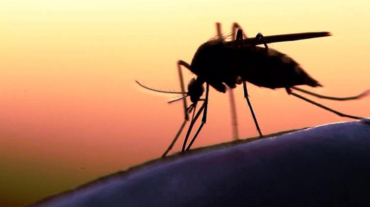 Dengue: para ingresar a Vera habrá que sumar repelente 