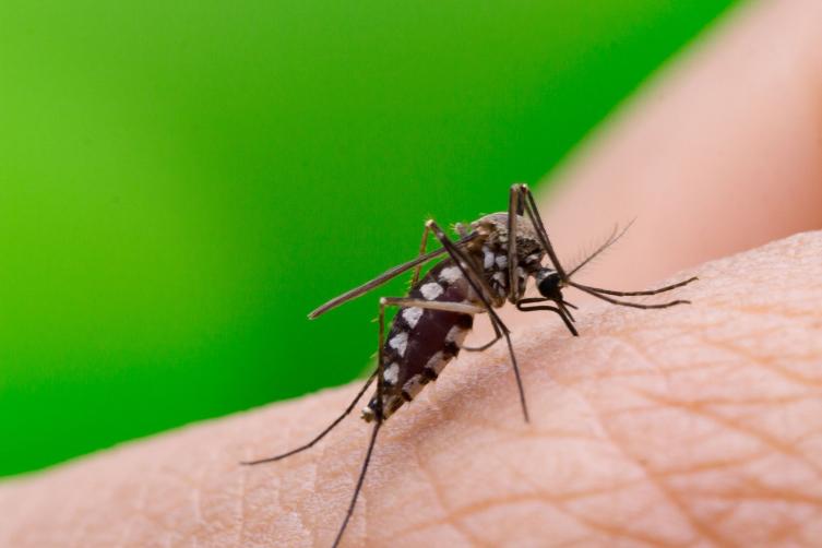 Dengue: se registran 4.521 casos en la provincia de Santa Fe
