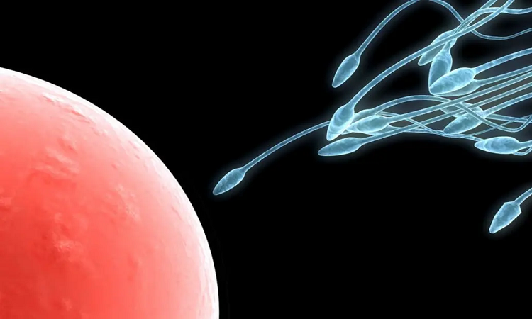 Descubren que los espermatozoides no se mueven como se creyó por siglos