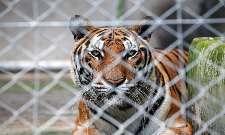 La incesante batalla de Facebook contra la venta ilegal de animales salvajes dentro de la plataforma