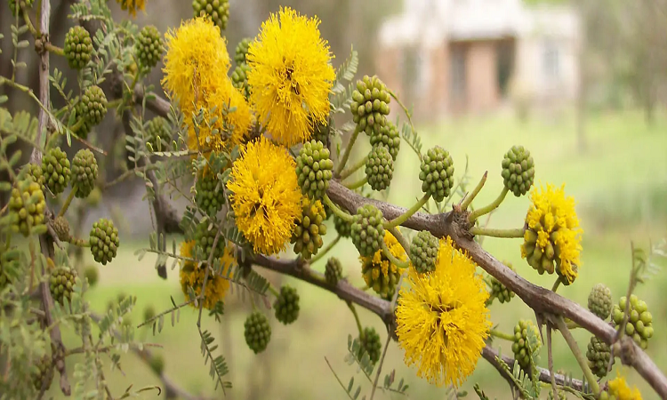 Árboles en Argentina: cuándo son las floraciones más espectaculares, estación por estación
