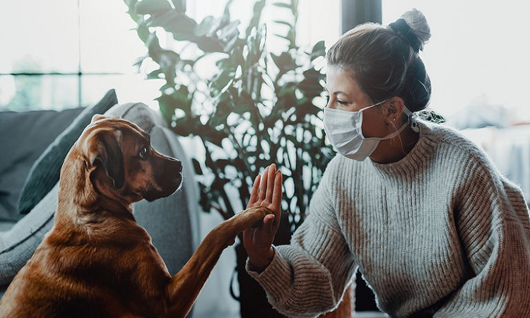 Nuevas investigaciones sugieren que las mascotas pueden contagiarse COVID-19 de sus dueños