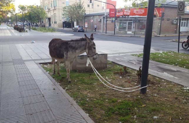 Un burro paseaba por las calles santafesinas