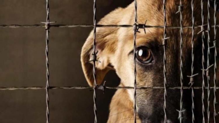Cómo actuar frente a una situación de maltrato animal