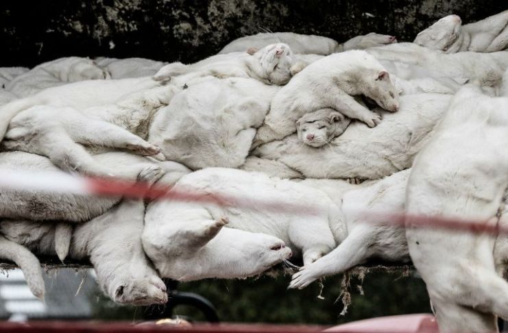 Mutación del coronavirus: Dinamarca sacrificó millones de visones 