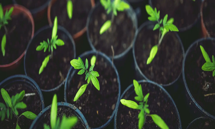 Verduras que podés cultivar en macetas