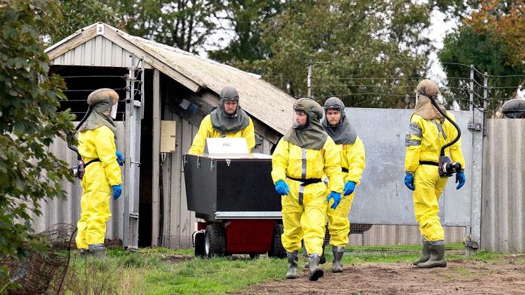 Francia ordenó la matanza de mil visones con coronavirus