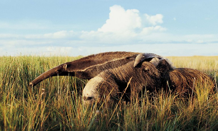 Misterioso como África , el Iberá, un destino sustentable