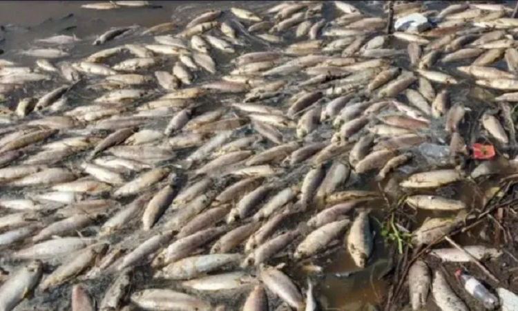 Estarían vendiendo los peces muertos en el río