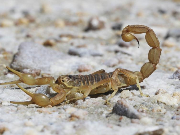 Recomendaciones ante la presencia de alacranes