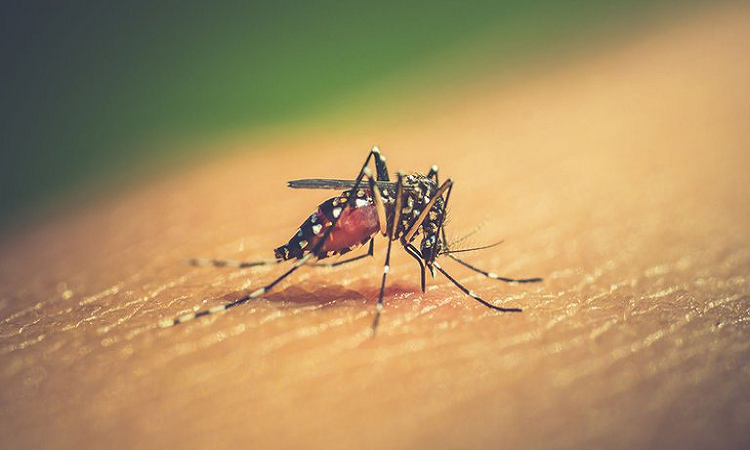 Dengue: recomendaciones para prevenir la picadura del mosquito