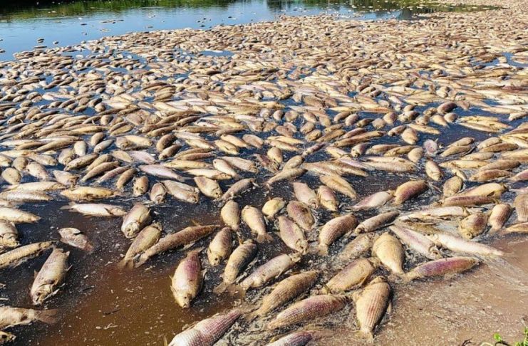 El Gobierno ratificó que la causa de mortandad de peces es natural