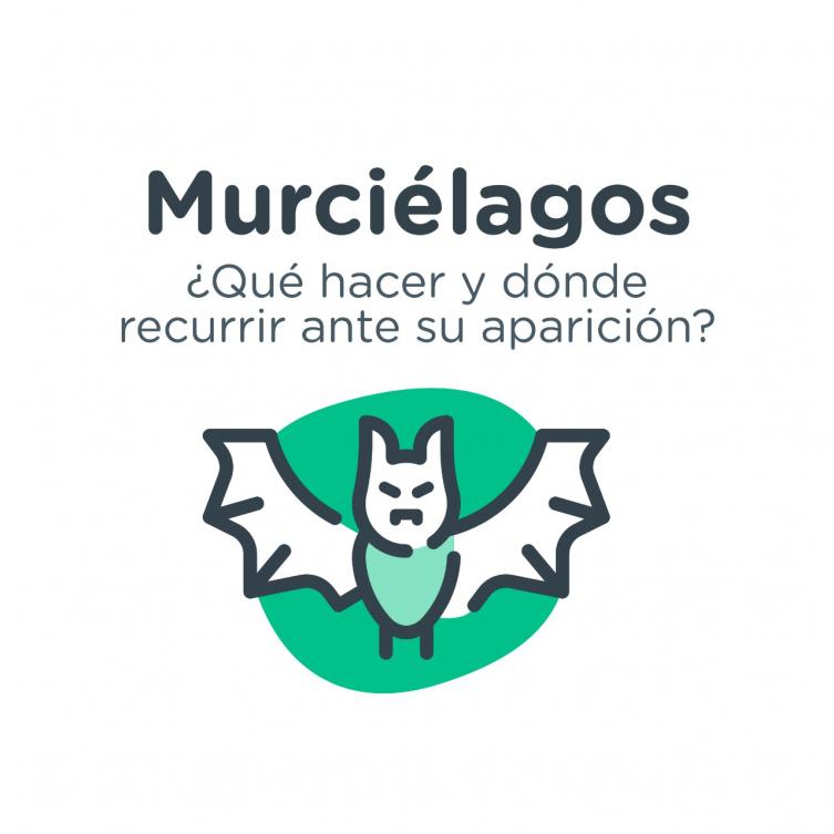 Murciélagos: qué hacer y dónde recurrir ante su posible aparición