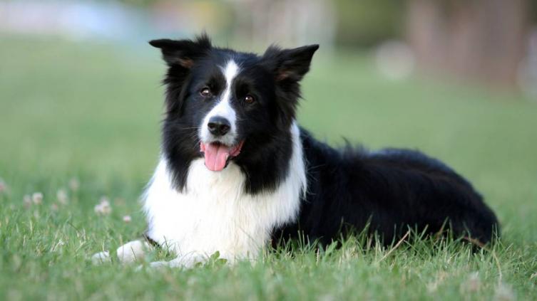 Del border collie al bulldog: el ranking de inteligencia de los perros según su raza