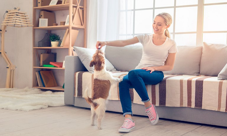 ¿Los Perros comprenden lo que le dicen sus dueños?