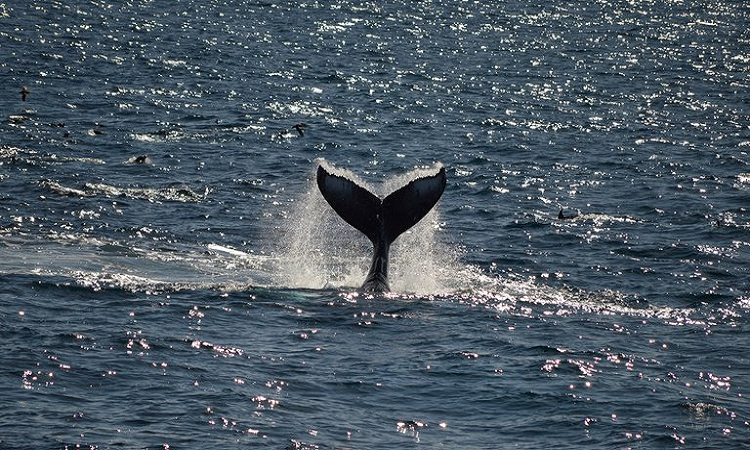 La migración de ballenas en San Diego