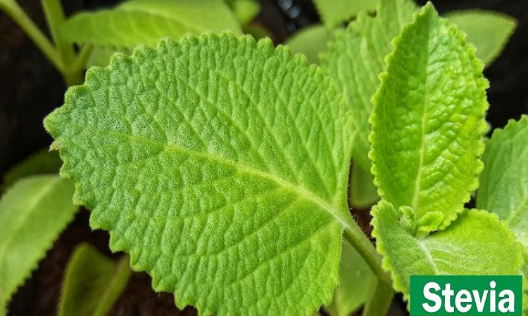Los beneficios de la Stevia en tus comidas