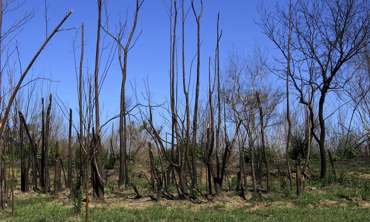 Incendios en humedales: 