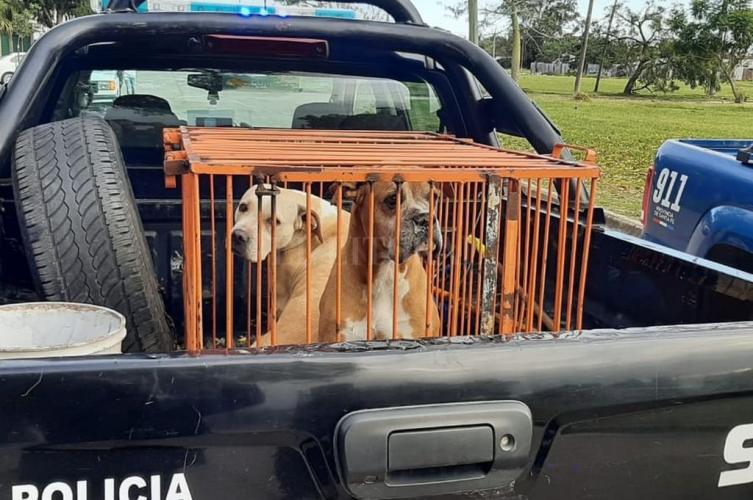 Una perra Pitbull atacó a un anciano y su hija en barrio Guadalupe