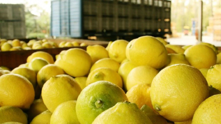Un productor agrícola no consiguió cosecheros porque preferían los planes sociales