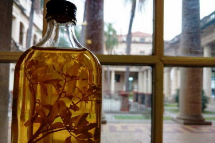 Caña con ruda una tradición que revive cada 1ro de agosto