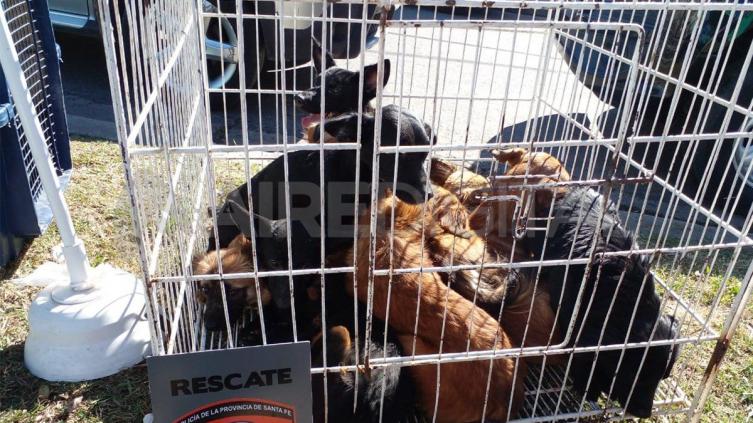 Rescataron más de 30 animales en mal estado en una casa