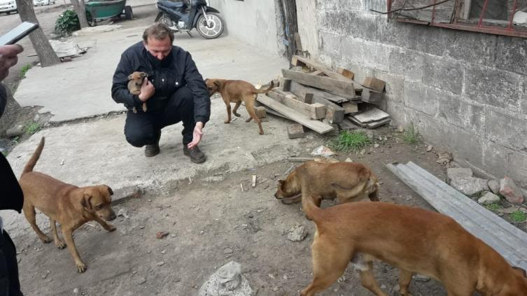El municipio intervino en el rescate de 11 perros