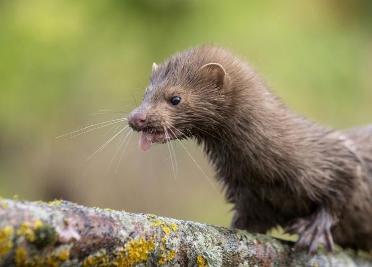 Finlandia anuncia que vacunará contra el covid a los visones