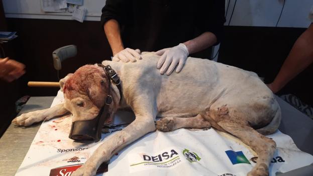 Las Flores: rescataron a un dogo moribundo de un contenedor