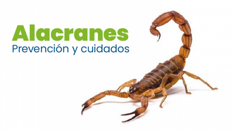 Preocupación por la aparición de alacranes 