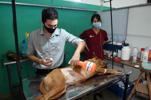 En 2021, el municipio realizó más de 20 mil castraciones 