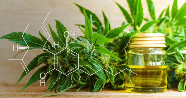 Por qué el cannabidiol puede ser un gran aliado para el cuidado y la belleza de la piel