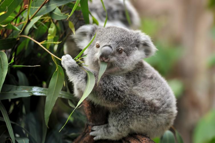 Australia incluyó a los koalas en la lista de especies en extinción