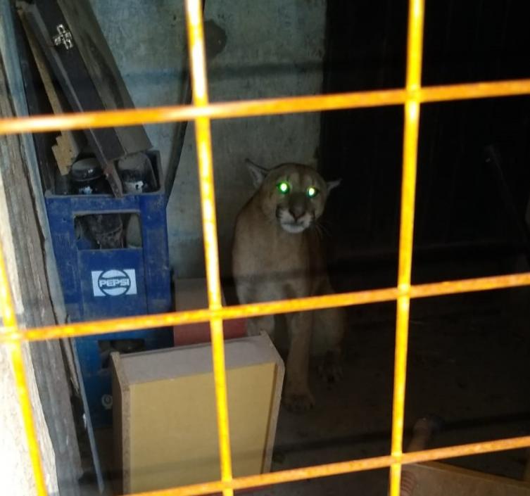 Capturaron un puma suelto en Casilda