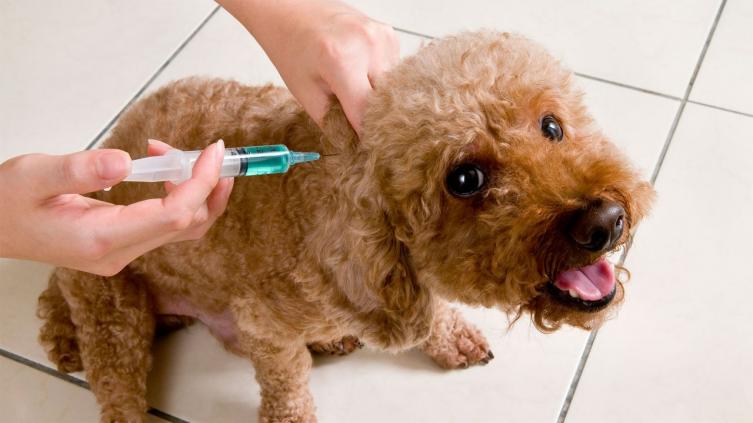 Declararon de interés municipal a la innovadora vacuna contra la rabia animal